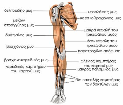 Μύες του σώματος – ATHLOCLINIC – Δρ. Γιάννης Λεβάκος